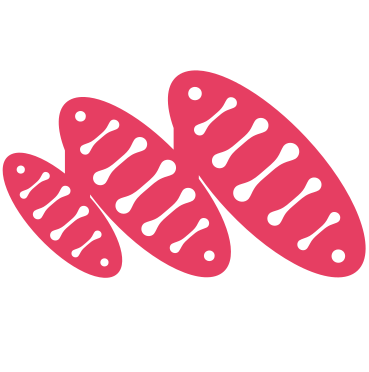 Metaphase